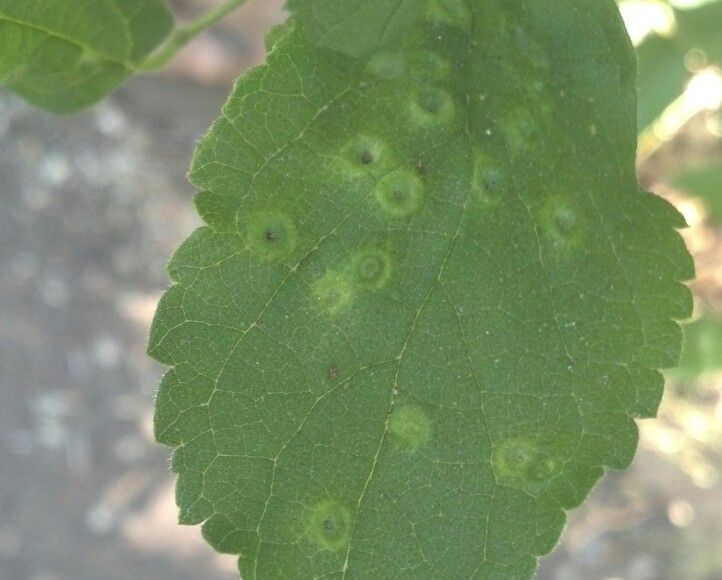  photo IMG_20140611_105419_zpsd2e78399.jpg